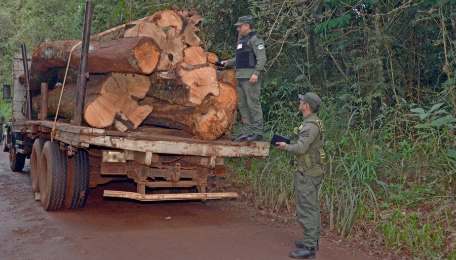 Gendarmes secuestraron madera nativa: La madera no contaba con la documentación necesaria para ser transportada