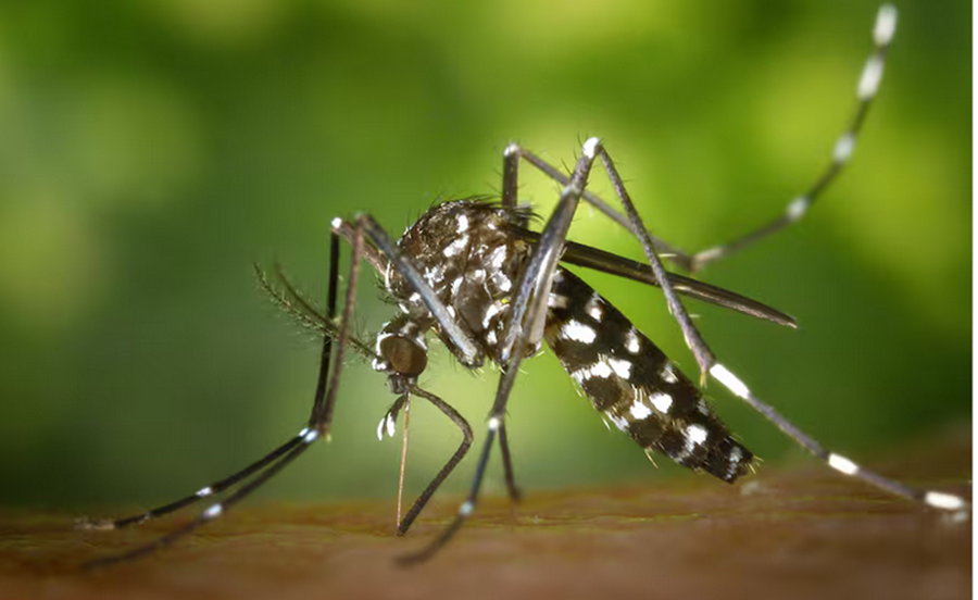 El mapa del Dengue: Con oscilaciones en las provincias, la epidemia ya acumula casi 380.000 casos desde Enero