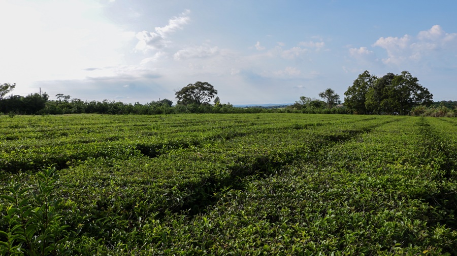 Misiones: Fortalecen al sector tealero con capacitaciones en buenas prácticas en cultivo y cosecha a productores