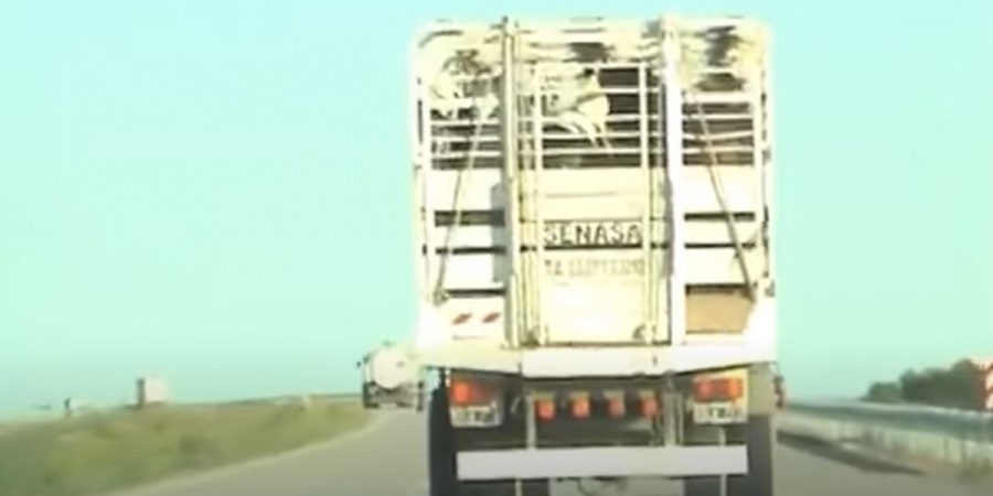 Se cierra el cerco sobre la jaula: En pocas semanas más, SENASA no autorizará el movimiento de hacienda si los camiones no están debidamente registrados