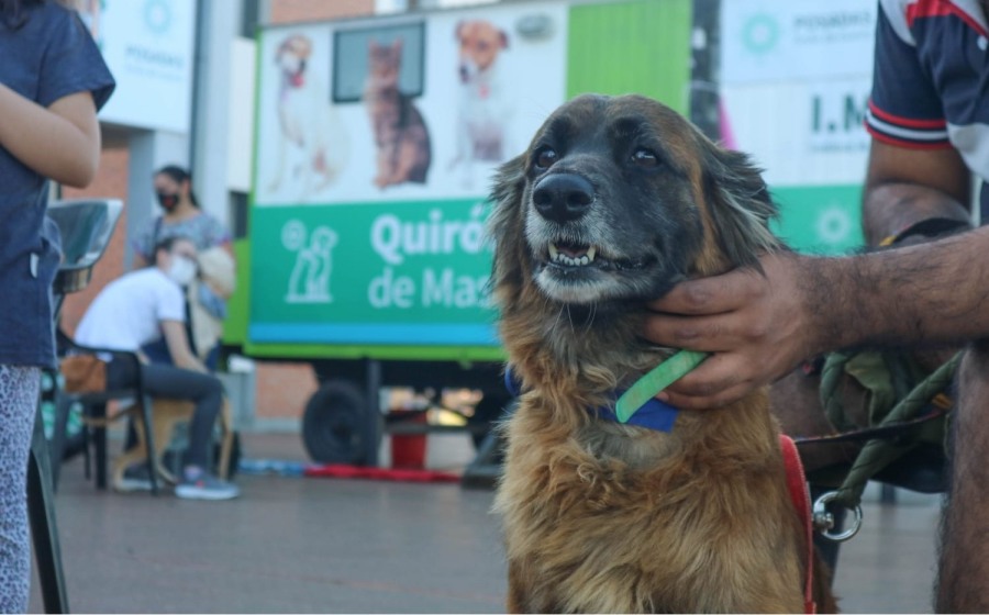 Posadas: El IMuSA continúa brindando atenciones veterinarias esenciales, estos operativos buscan mejorar la salud de los animales y promover la tenencia responsable