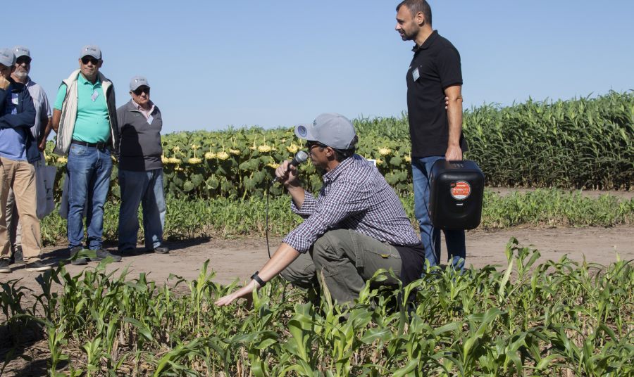 Más ciclos de pastoreo en sorgo: Demuestran la viabilidad del aprovechamiento temprano