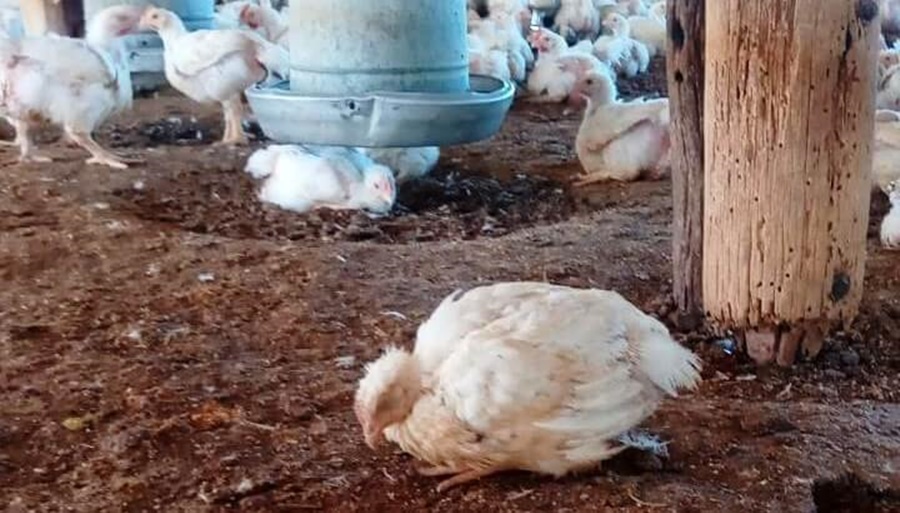 La gripe aviar llegó a las aves de corral y Argentina suspendió exportaciones