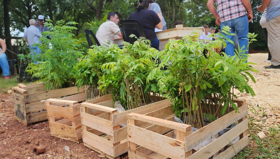 La Municipalidad misionera de Apóstoles entregó mudas de cítricos, mamones y plantines autóctonos para yerbales a productores locales