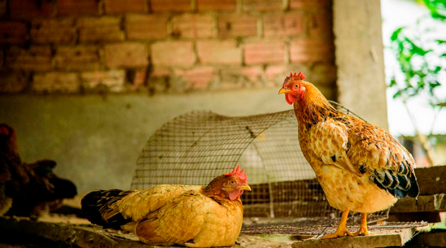 Detectan caso positivo de influenza aviar en aves de traspatio en Entre Ríos