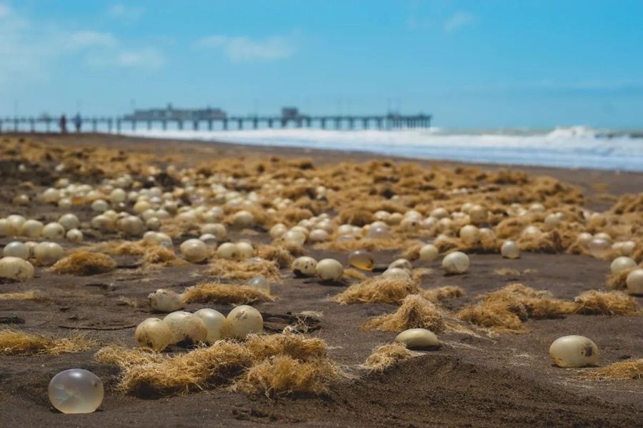 “Son pegajosas”: Extraños organismos amarillentos aparecieron en las playas de Pinamar y sorprendieron a los turistas