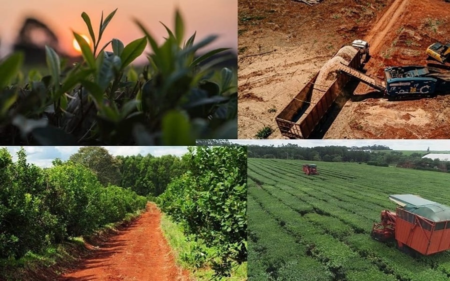 La economía misionera sigue exponiendo signos de reactivación