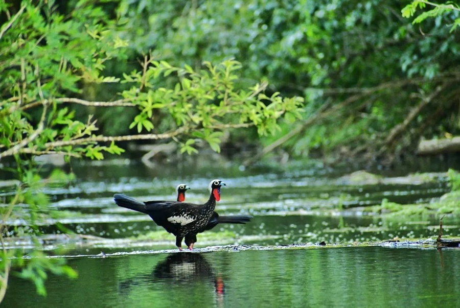 Día Mundial de los Humedales: La provincia de Misiones es la única que los protege por Ley