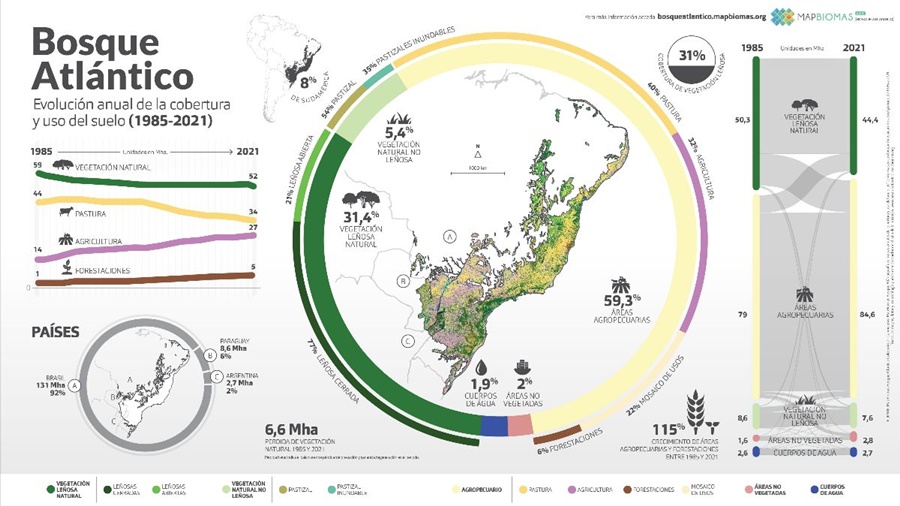 Un informe revela que Argentina perdió casi el 20% del Bosque Atlántico en los últimos 37 años