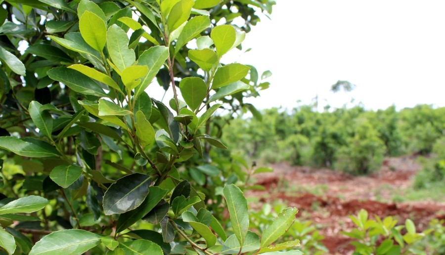 La AFIP elimina trabas en la comercialización y producción de la yerba mate