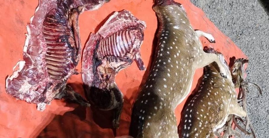 Transportaba 110 kilos de carne producto de la caza ilegal, dentro del vehículo también se hallaban varias armas y municiones