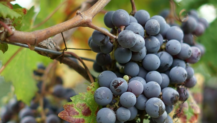 El fin de las retenciones a las economías regionales no es para todos, qué dice el Decreto del Gobierno Nacional