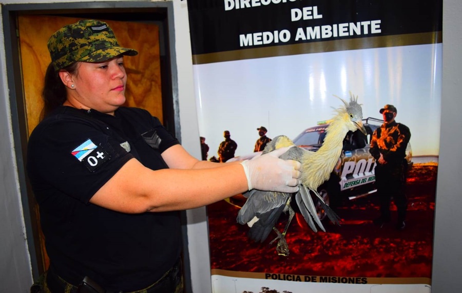 Misiones: Rescataron a una garza silbadora que tenía el ala rota, dos caotíes, tres crías de yacaré y un chajá