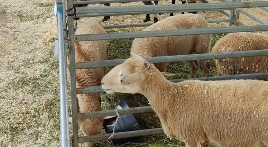 Se realizó el segundo remate de ganadería menor en la localidad misionera de San Antonio