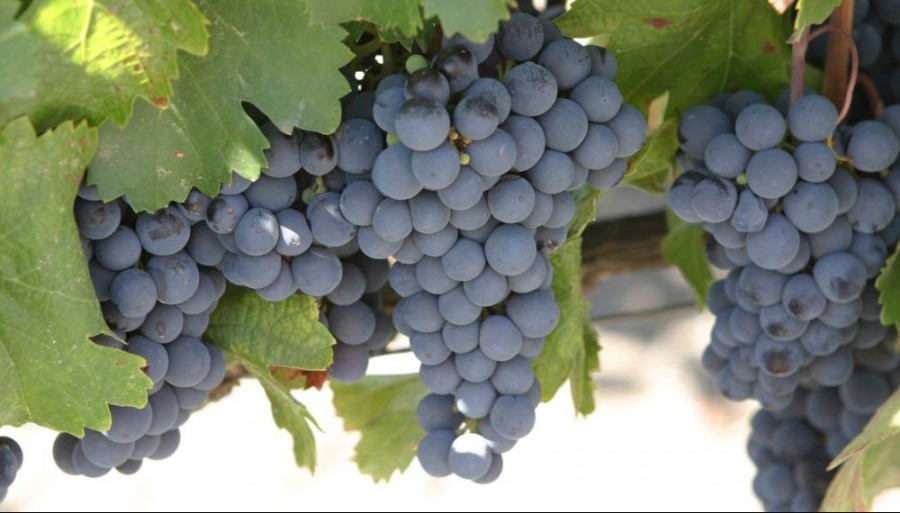 La vendimia 2025, con pronóstico favorable: La producción de uva aumentaría 9%