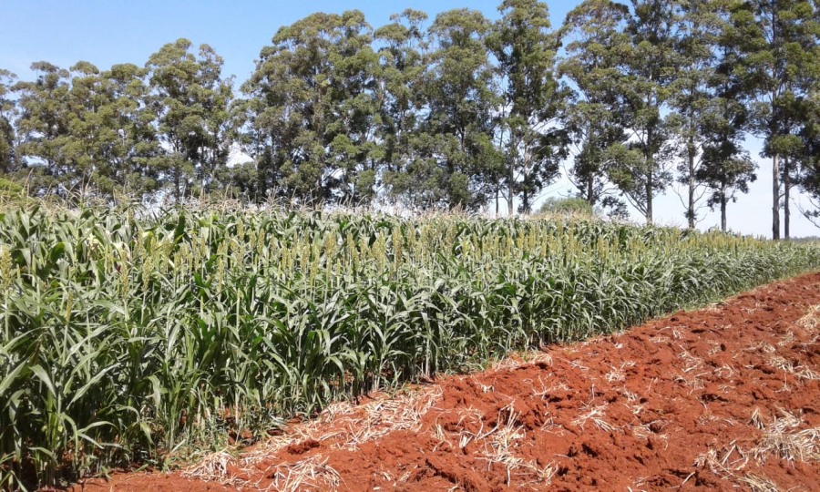 Los sorgos y su utilización en la producción ganadera
