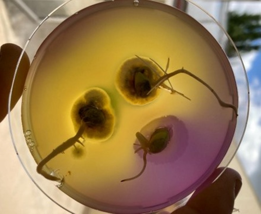 Inoculación 2.0: Ensayos confirman un plus de 400 kg/ha de soja combinando un bioestimulante al momento de inocular la semilla