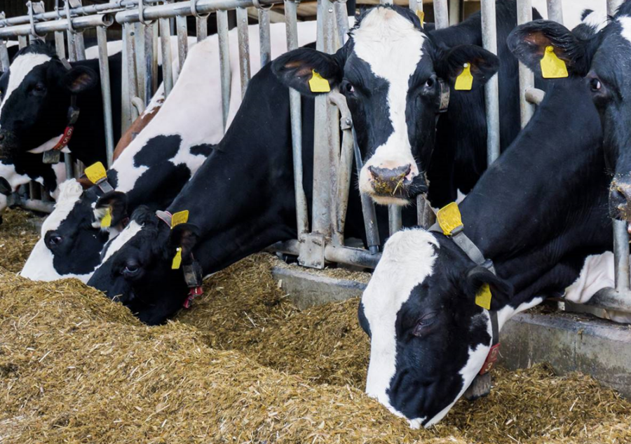 Microorganismos benéficos incrementan la productividad de tambos y feedlots