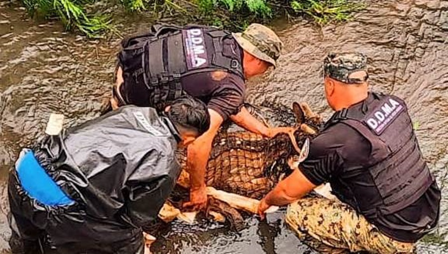 Policías Ambientales de Misiones rescataron un ciervo atrapado en un desagüe, un armadillo, una víbora en Posadas y un zorro en Concepción de la Sierra