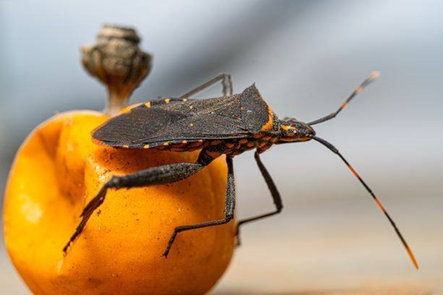 Chagas: Una enfermedad silenciosa que alcanza 1.600.000 infectados en la Argentina