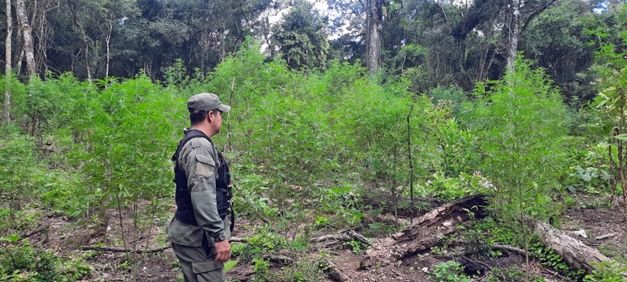 Plantación de marihuana en el monte: Gendarmería Nacional detectó el cultivo de más de doscientas plantas de marihuana en una zona montuosa de la localidad misionera de General Alvear