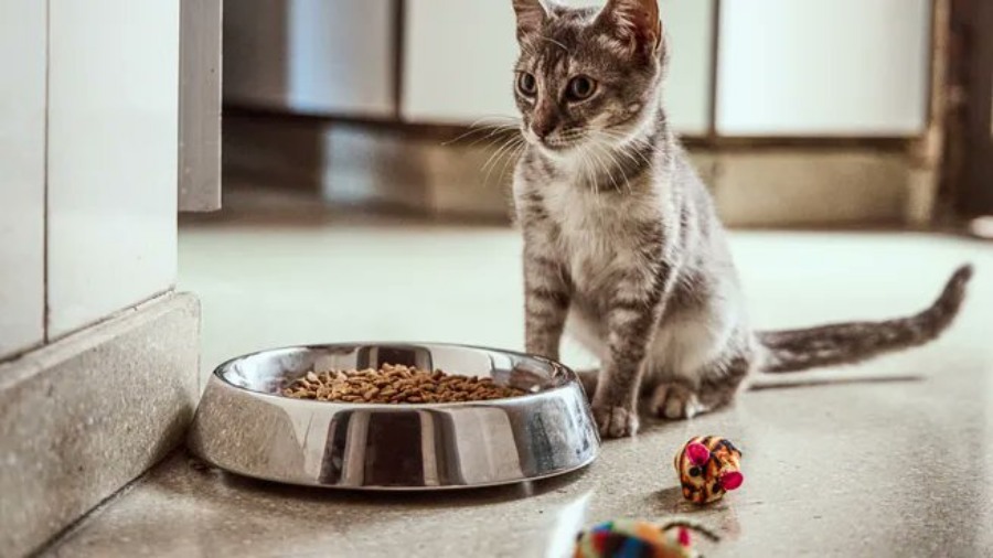 Cultura Pet Friendly: Licencia laboral por adoptar una mascota, una empresa hizo punta en Argentina y según una encuesta de Kantar, 8 de cada 10 argentinos tiene al menos una mascota en su hogar