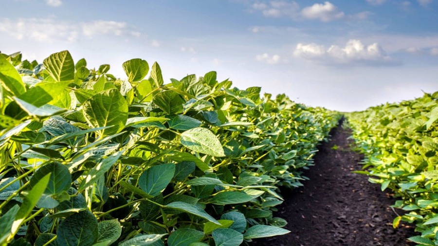 El mercado y la industria de la soja en un contexto de desafíos globales