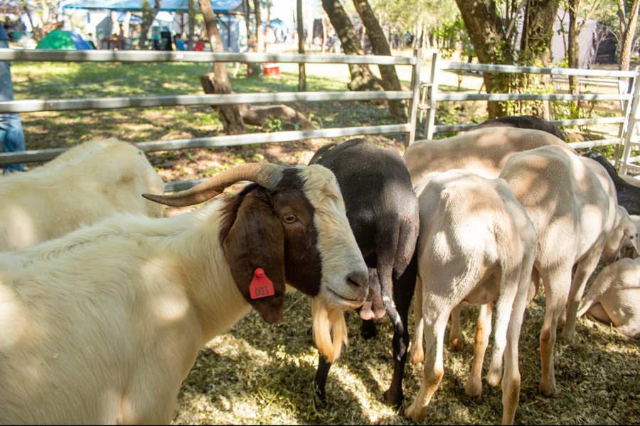 Crece la producción ovino caprina de Misiones