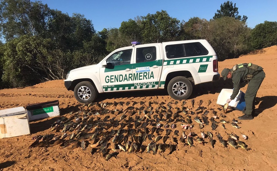 Gendarmería Nacional secuestró más de 200 piezas ícticas en Ituzaingó: Los ejemplares se encontraron en tres conservadoras que se encontraban abandonadas en cercanías a la costa del Río Paraná