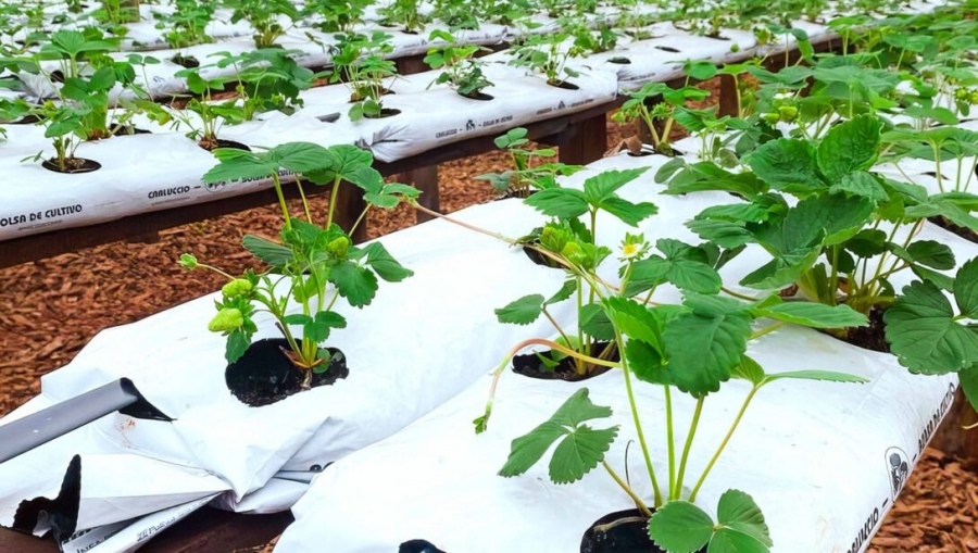 Cultivo semihidropónico, una herramienta para diversificar las chacras misioneras