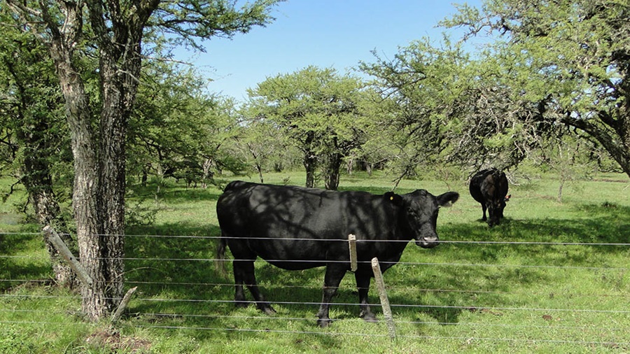 Publican la primera declaración ambiental de un bovino en pie