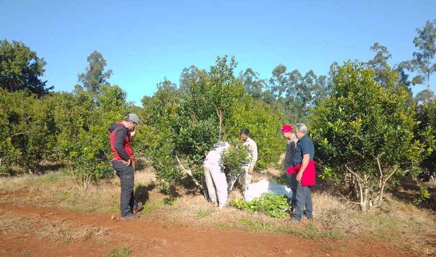 Suelo cuidado y técnicas para una buena cosecha, en la localidad misionera de Comandante Andresito