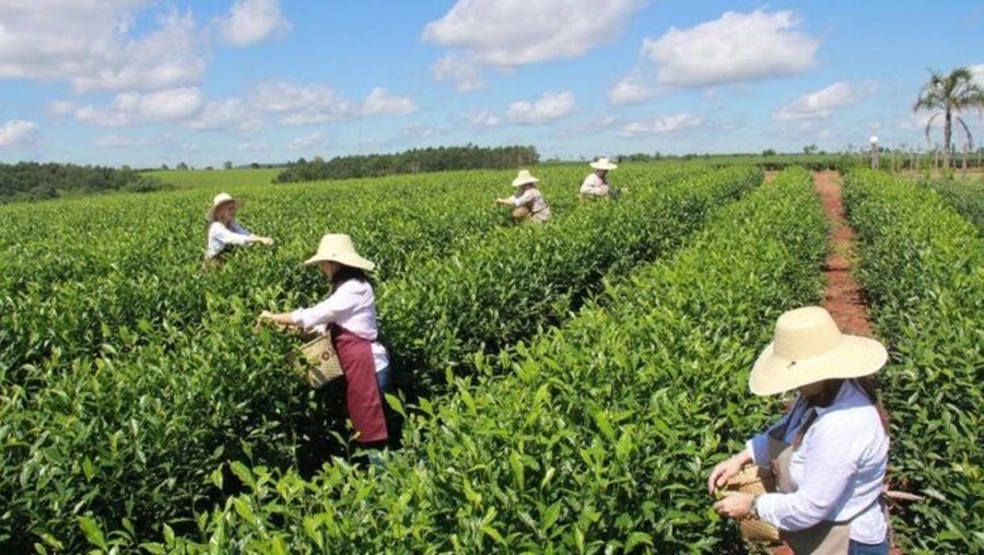 Se actualizó el valor del kilo de hoja de té pero para los productores sigue siendo insuficiente: “Estamos lejos de un precio por el que valga la pena laburar
