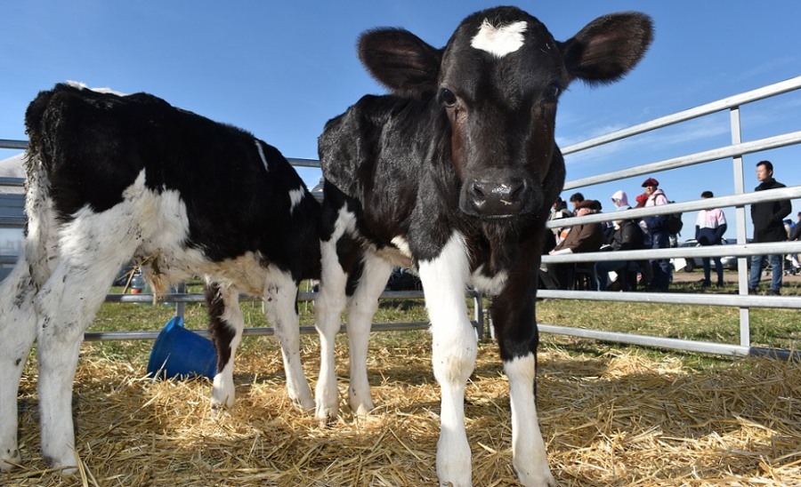 El cuidado de los terneros comienza en la panza de la madre