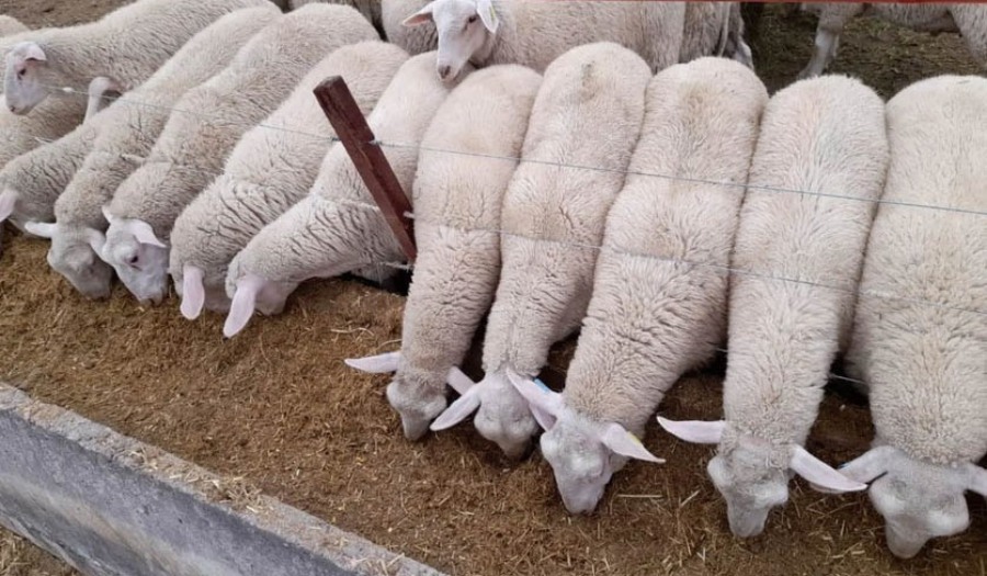 Implementan un sistema de engorde a corral para corderos en la región de Cuyo