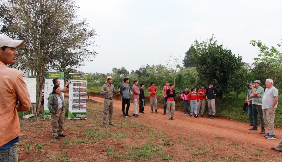 Poda de formación y cosecha con estudiantes y productores en el Municipio misionero de Guaraní