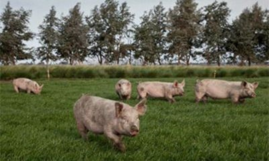Porcicultura: Con sanidad, higiene y bioseguridad se mejora un montón