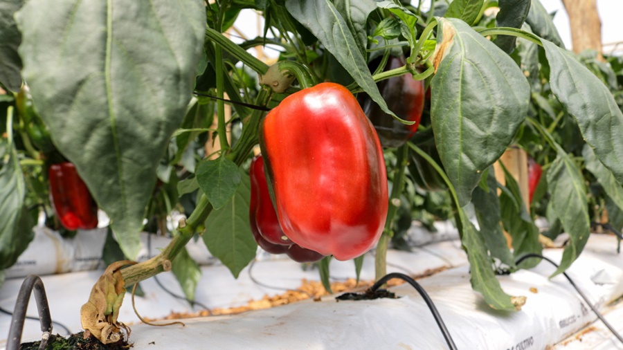 Impulsan la Diversificación Productiva en Misiones