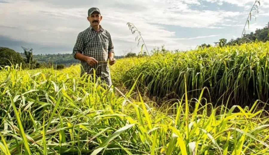 Misiones: La cuenca de esencias del Municipio de El Soberbio ya cuenta con más de trescientos productores