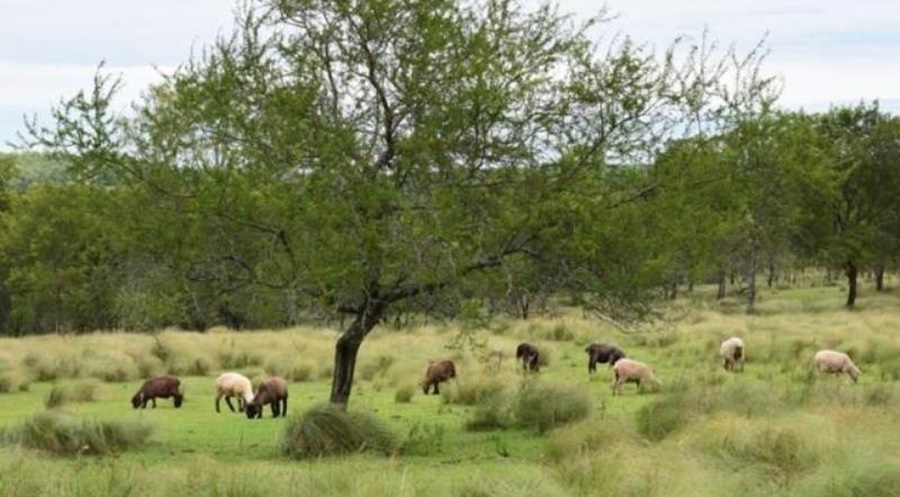 Martes en Misiones: Mejora y se estabiliza el tiempo a medida que avanza una masa de aire seco y frío en la región