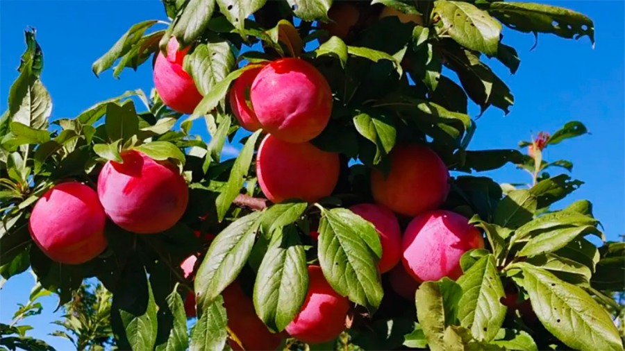 Presentan una nueva variedad de ciruelo de alta calidad
