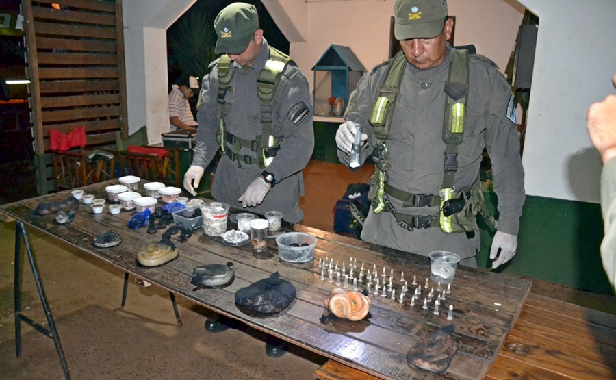 Detuvieron a un individuo que transportaba serpientes y arañas dentro de su equipaje, el hallazgo se produjo al momento que se inspeccionaba un transporte de pasajeros de larga distancia