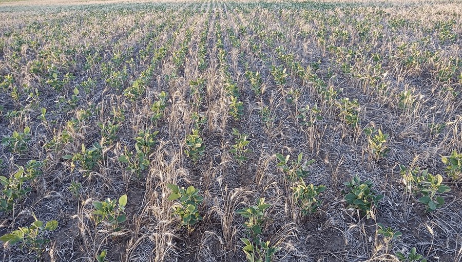 “Nadie se explica cómo en tres meses sucedió esto: puede haber productores que no cosechen nada”