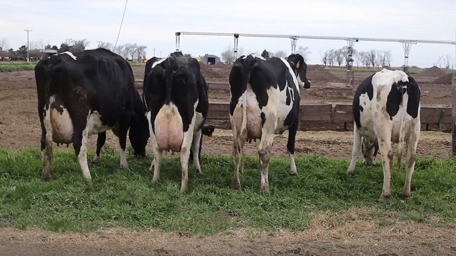 Dice Caprolecoba: Hay que pasar el invierno “que pinta con menos leche”