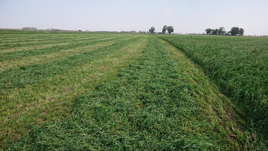“El 70% de los nutrientes de la alfalfa está en la hoja”