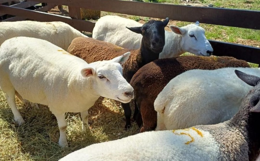 Misiones: Fin de semana con jornadas a puro campo en el Municipio de San José