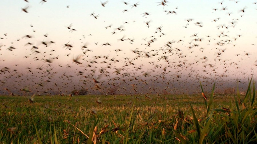 Alertan por el desplazamiento de mangas de langostas