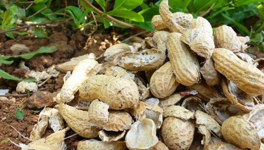 El pueblo cordobés que eludió el “apagón” gracias al maní