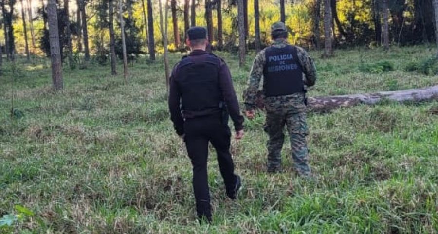 Misiones: Robó plantas de palmitos de una Reserva Provincial de la localidad de Comandante Andresito y terminó tras las rejas