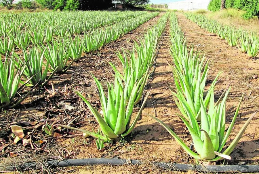 Misiones: Por sus virtudes terapéuticas, incentivan el cultivo de aloe vera